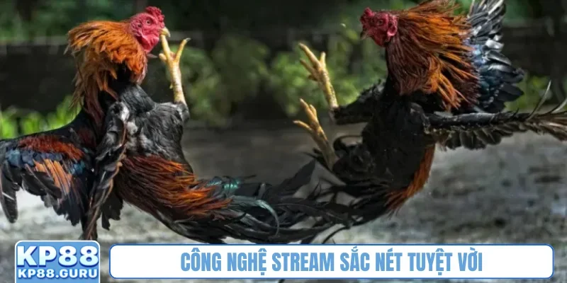 Đá gà cựa dao KP88 - Tận hưởng trận đấu kịch tính của huyền thoại 4 Công nghệ stream sắc nét tuyệt vời