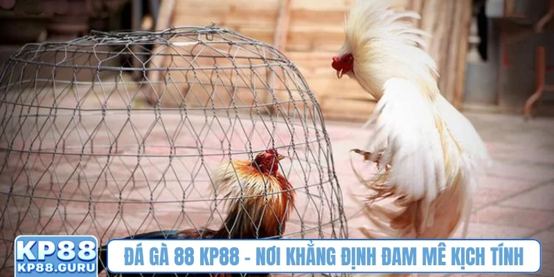 Đá gà 88 kp88