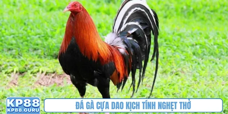 Đá gà cựa dao KP88 - Tận hưởng trận đấu kịch tính của huyền thoại 1 Đá gà cựa dao kịch tính nghẹt thở