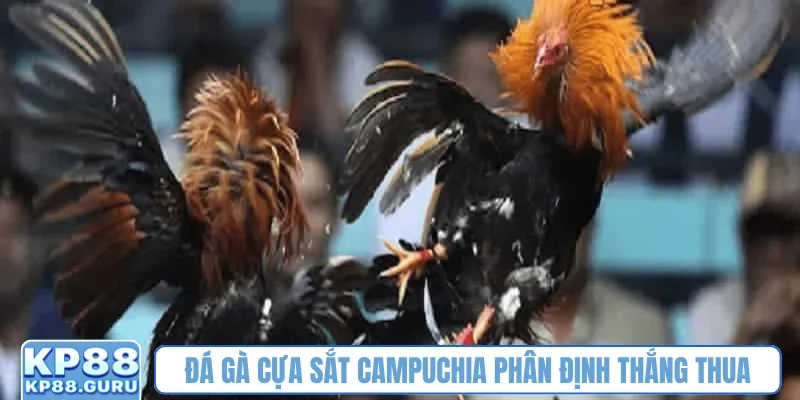 Đá gà cựa sắt Campuchia phân định thắng thua