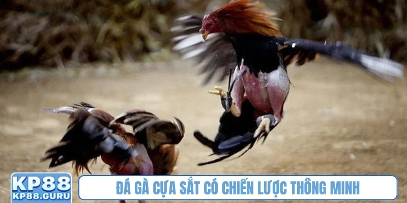 Đá gà cựa sắt có chiến lược thông minh