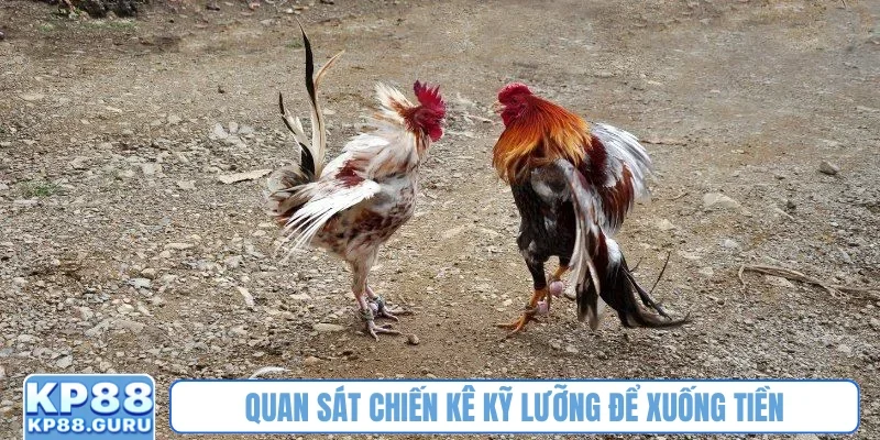 Quan sát chiến kê kỹ lưỡng để xuống tiền